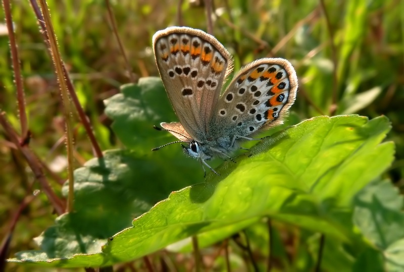 femmine di Polyommatus sp.